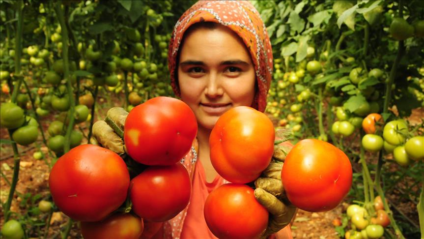 Russia agrees to import 50,000 tons of Turkish tomatoes