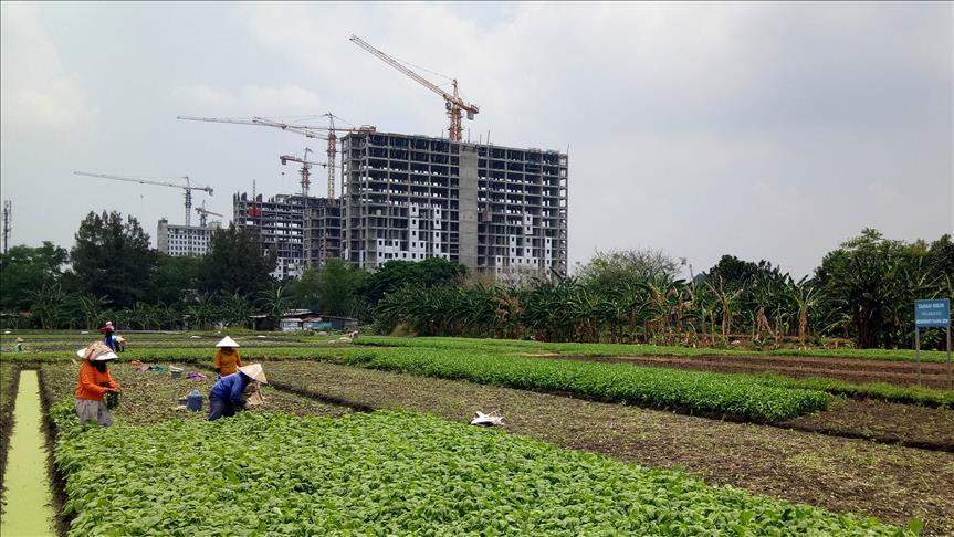 Meladang di impitan hutan beton