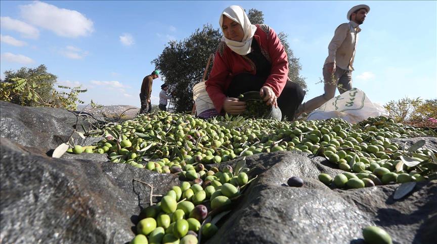  "قريوت" الفلسطينية... تقطف ثمار زيتونها تحت حراب المستوطنين