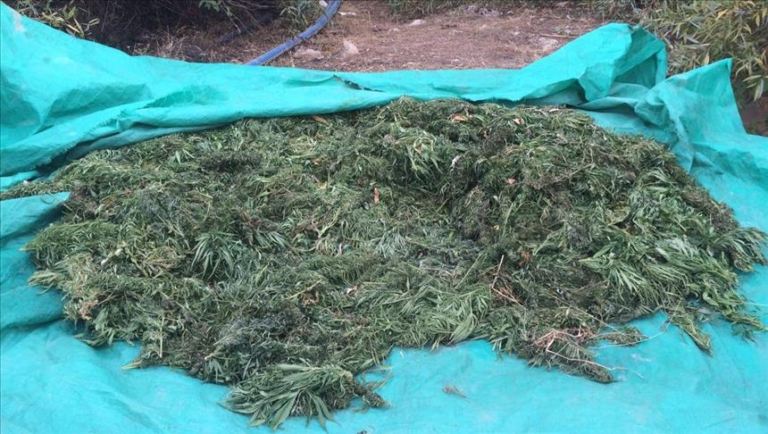 Perú aprueba el uso medicinal de la marihuana