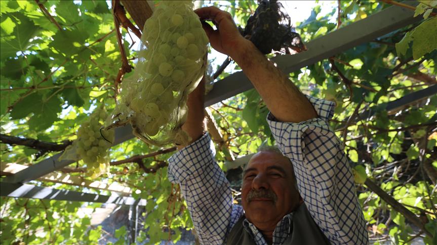 Üzüm salkımlarını kese ile koruyor
