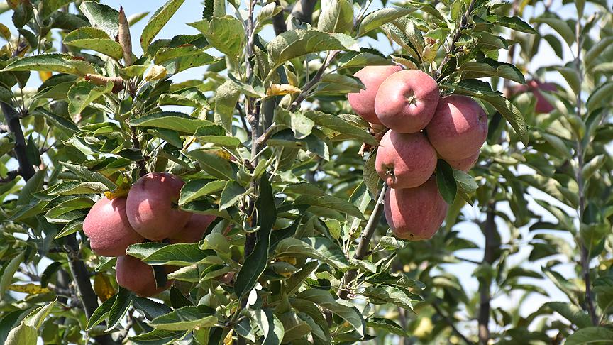 Sultandağı elma üretiminde de iddialı