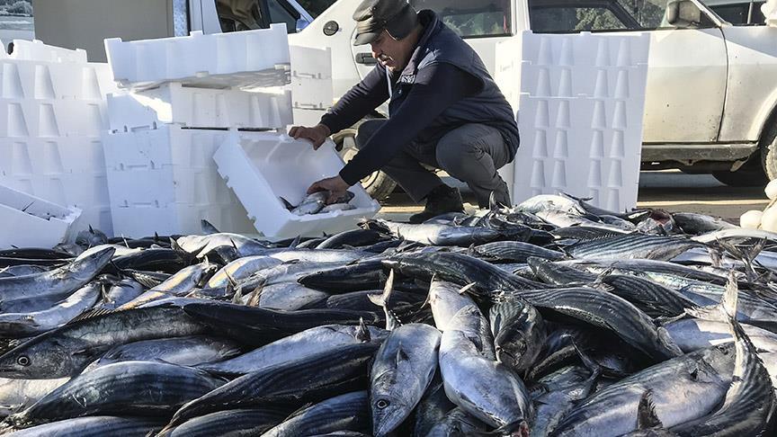 'Uzun süren yaz, balık popülasyonunu etkiledi'
