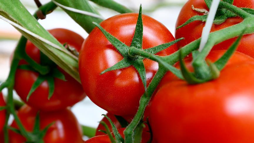 РФ сняла ограничения на поставки турецкой сельхозпродукции