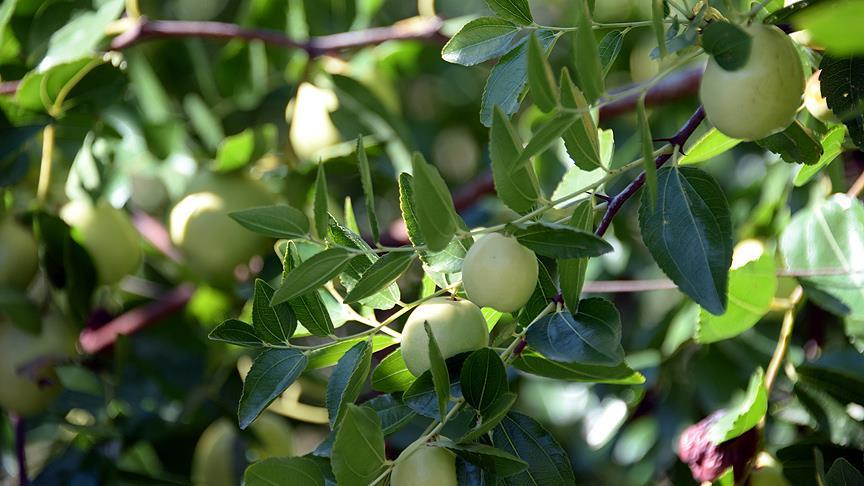 Kurak bölgelere 'şifa bitkisi' ekin önerisi