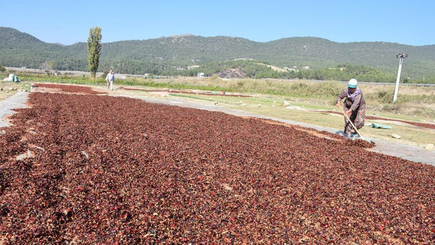 Bilecik'te 500 ton toz biber alıcısını bekliyor
