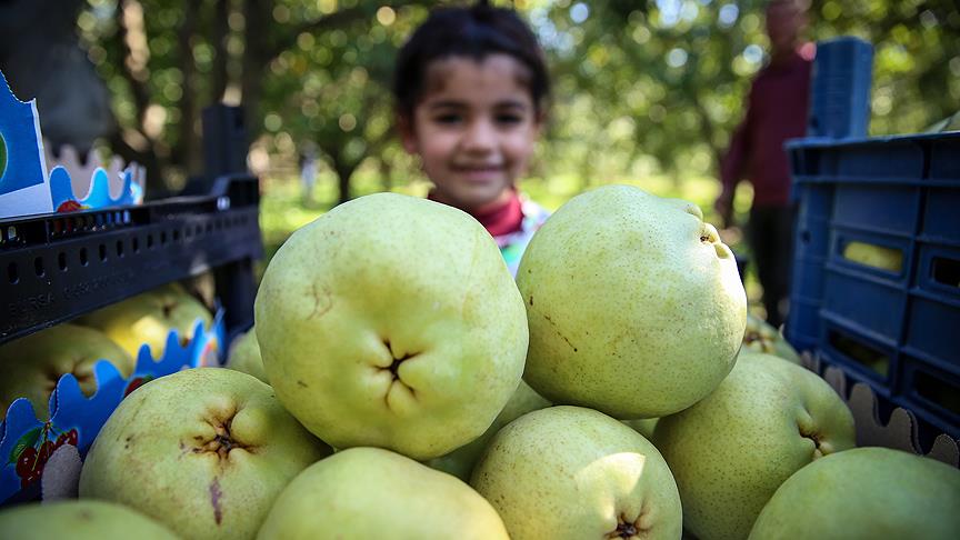 'Deveci' ve 'Santa Maria'da yüksek rekolte beklentisi