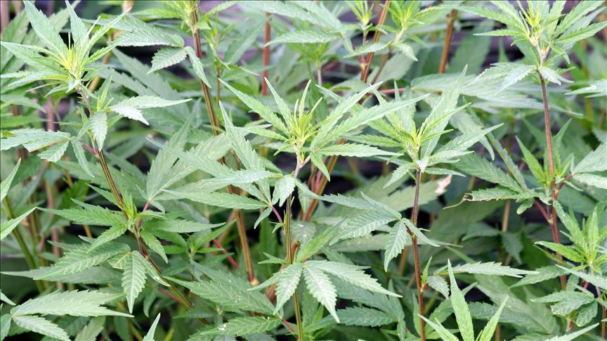 Uruguay produce su primer medicamento con cannabis