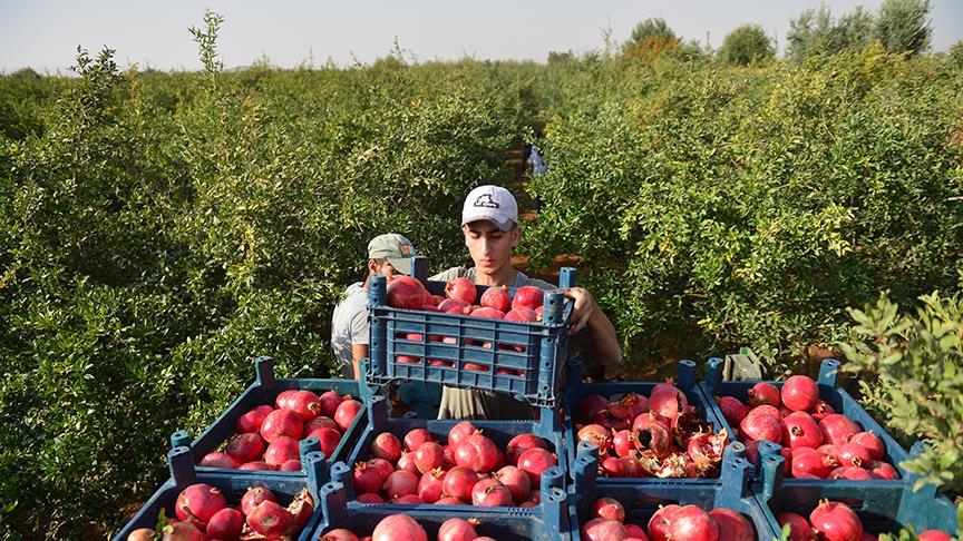 Devlet desteğiyle soğuk hava deposu kurup ihracata başladı