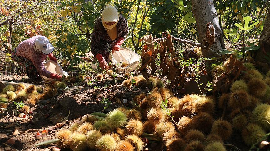 Kestane işçilerinin zorlu mesaisi
