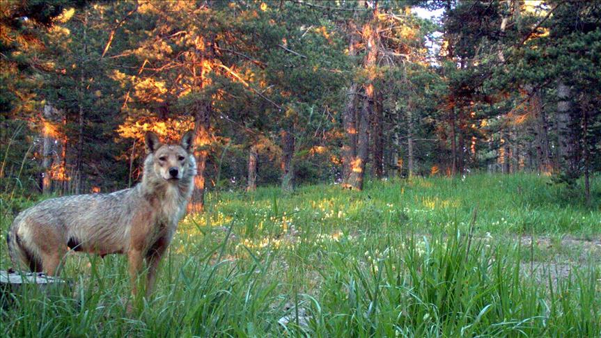 Turquie : Ours, loups, et lynx, dans les forêts de Kars