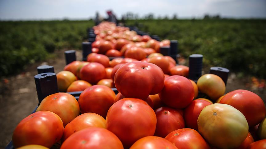Rusya'ya domates ihracatındaki kısıtlamaların kaldırılmasını istiyorlar 
