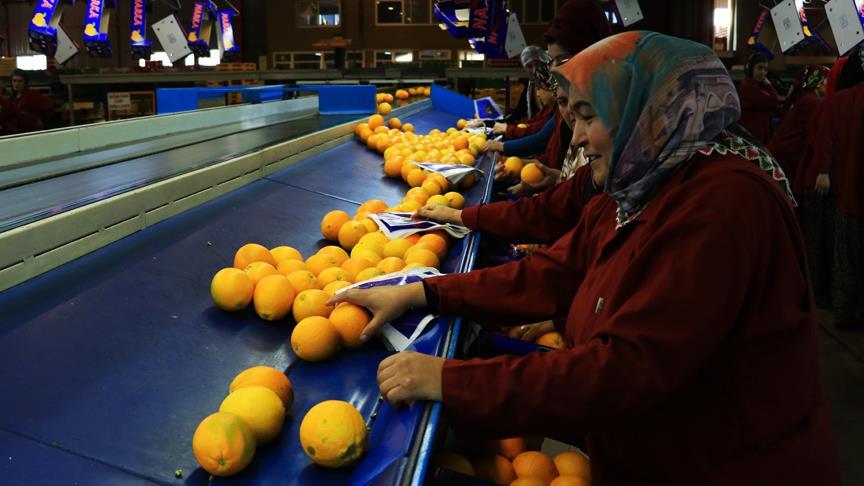 Tezgahlar 'erkenci portakalla' dolmaya başladı
