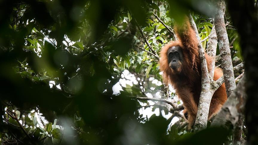 Scientists discover new orangutan species in Indonesia
