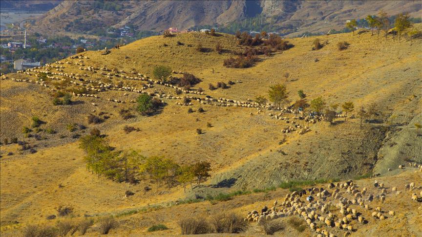 Turquie : Le périple des bergers