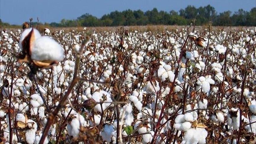 Au Burundi la culture du coton ne séduit plus