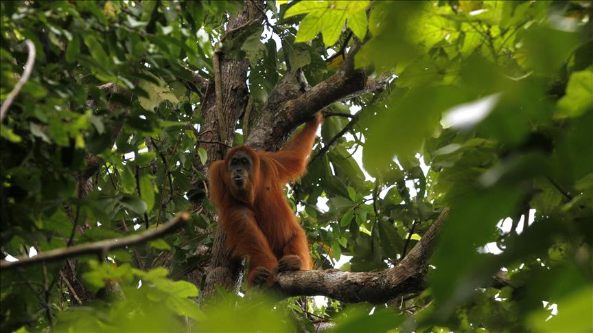 Científicos descubren una nueva especie de orangután en Indonesia