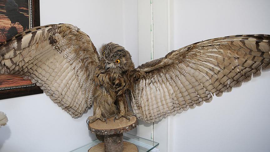 Yaban hayvanları tahnit çalışmasıyla gelecek nesillere taşınıyor 