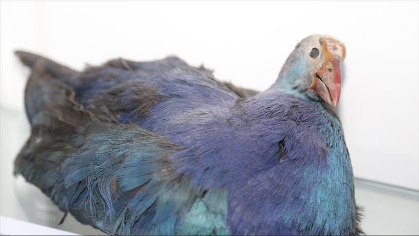 50 حيوانا محنطاً.. في أوردو التركية