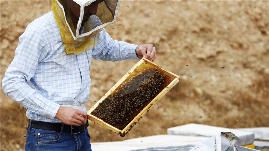 هەنگ و بەرهەمهێنانی هەنگوین 