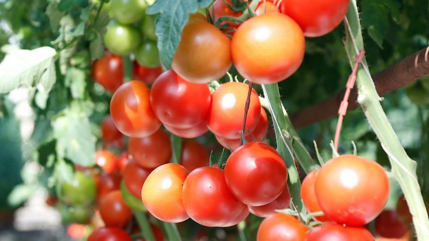 Возобновились поставки турецких томатов в Россию
