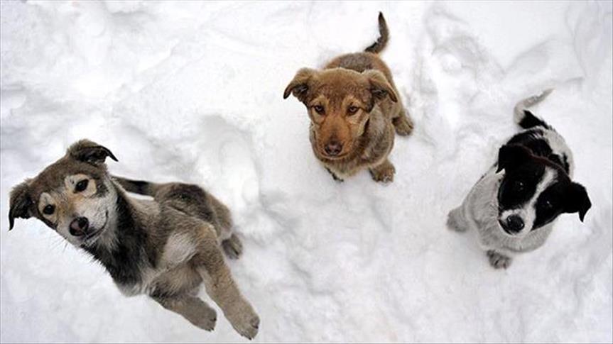 تهیه پیش‌نویس لایحه ممنوعیت حیوان‌آزاری در ایران