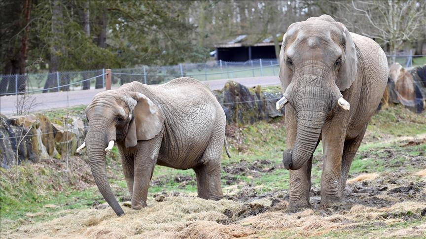 Zambia: Elephant kills 2 foreign tourists