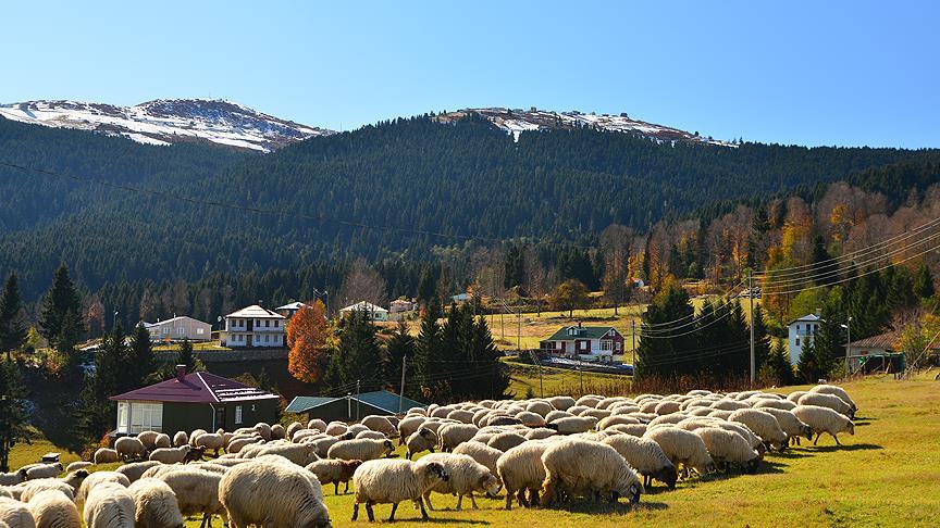 yayla cenneti akcaabat gezginleri bekliyor