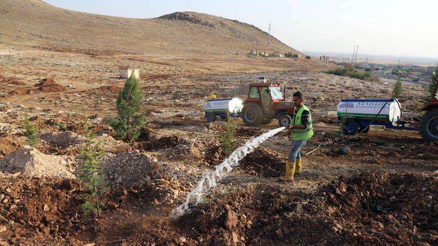 Belediye Mardin'i yeşillendiriyor