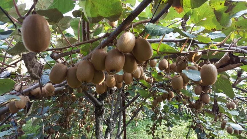 Turkish farmer uses micro-climate for kiwi crop