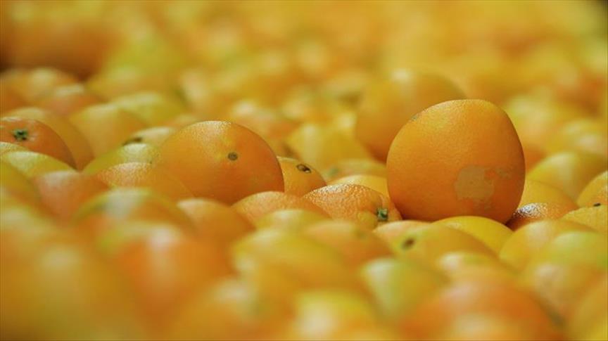 Petani jeruk Tiongkok panen, Indonesia kebanjiran impor