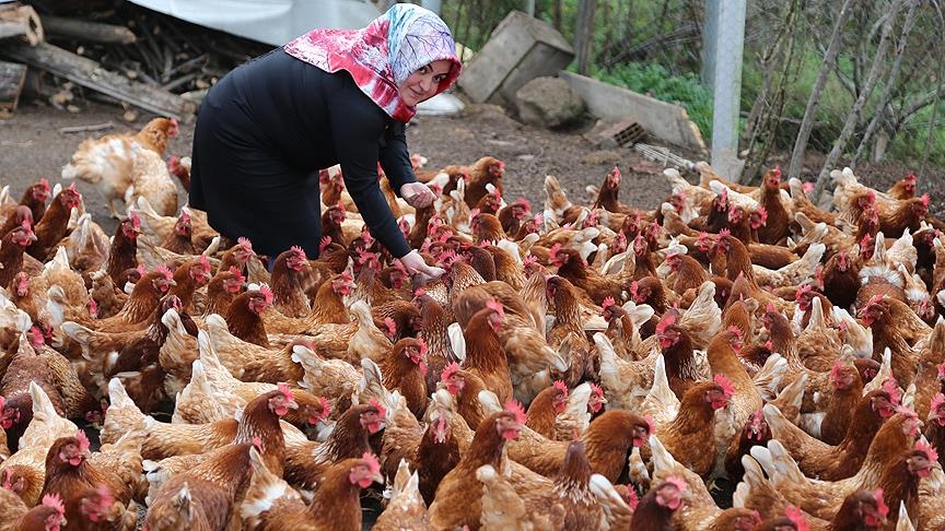 Ev hanımı organik yumurtadan ekmeğini çıkarıyor