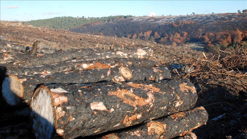 Canada files lumber trade challenge against US