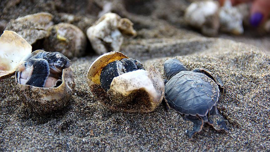 Half-million baby turtles reached sea in 2017: Turkey