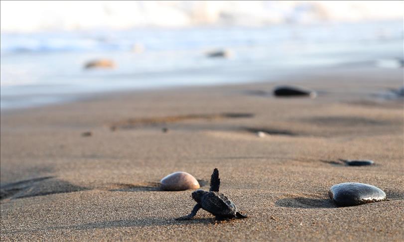 veneno expedición Vacaciones Medio millón de tortugas bebés llegaron al mar en 2017