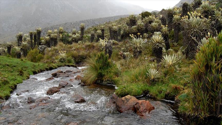 WWF: casi la mitad de los ecosistemas en Colombia están amenazados