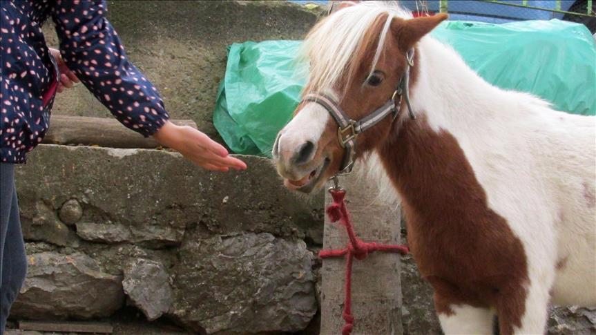 ”Zoo kutak” kod Niša: Mesto za oporavak napuštenih i povređenih životinja