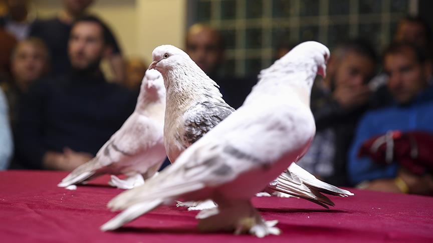 Saf Anadolu ırkı şebap güvercinleri Ankara'da yarıştı