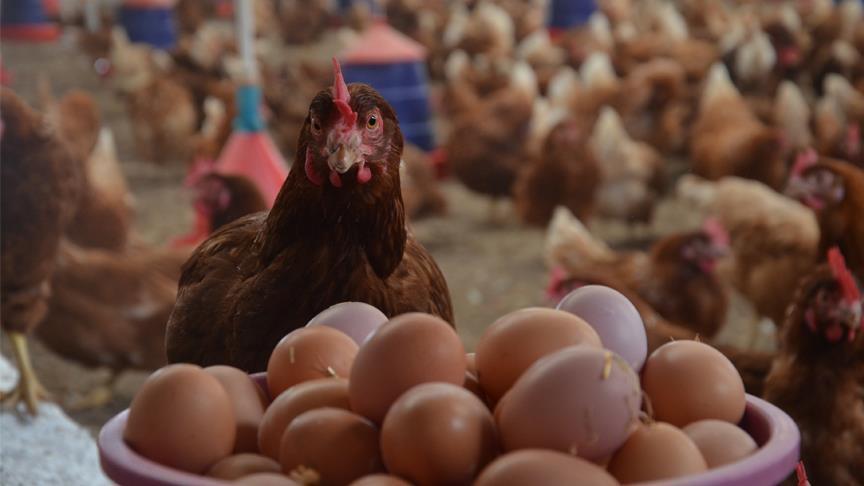 Tavuk eti ve yumurtada rekor üretim 