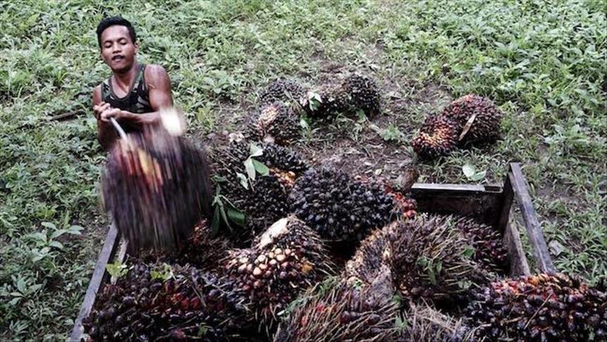 Indonesia soroti diskriminasi produk kelapa sawit di Eropa