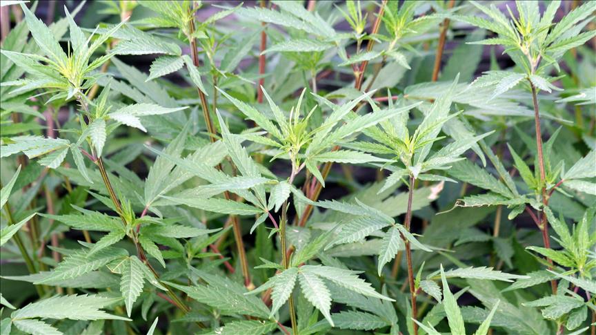 France : 1,3 tonne de cocaïne saisie à Bordeaux