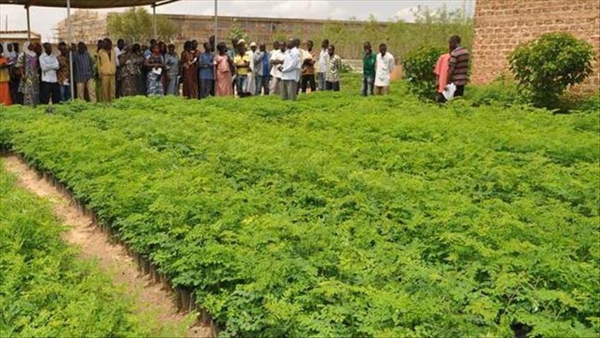 Guinée équatoriale : L’agriculture a besoin d’un financement d’urgence 