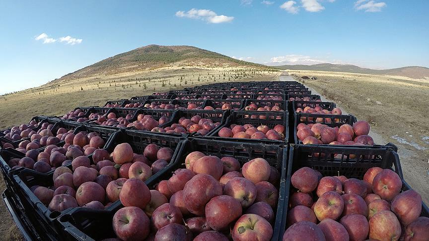 Turquie : Les pommes de Göksun prisées par la Russie et l’Inde