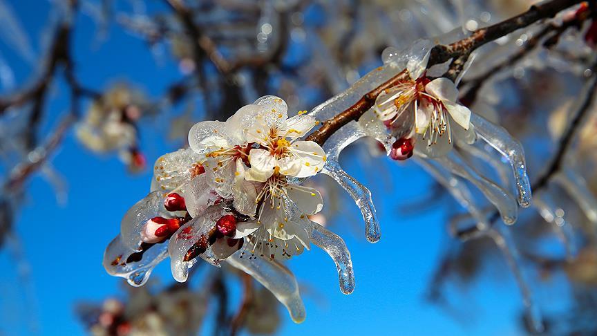 Meteorolojiden 'zirai don' uyarısı