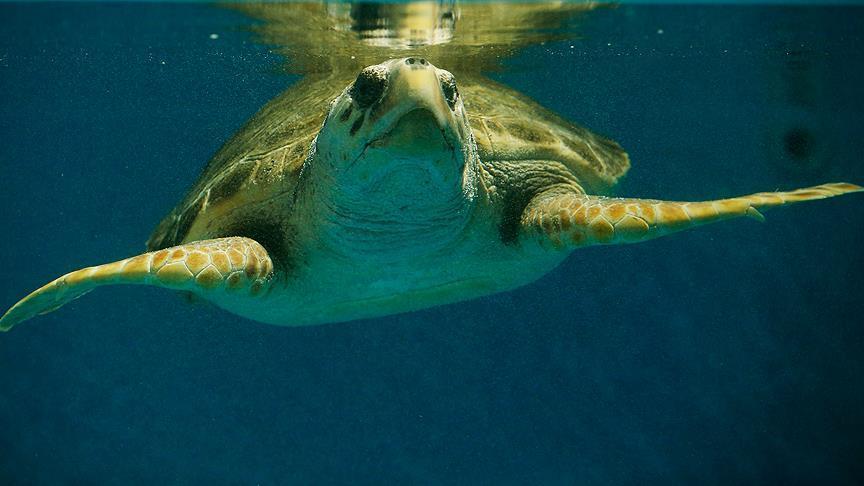 La Turquie Lieu De Nidification Pour Des Milliers De Tortues Marines