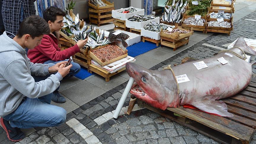Lüleburgaz'da yarım tonluk köpek balığı görenleri şaşırttı
