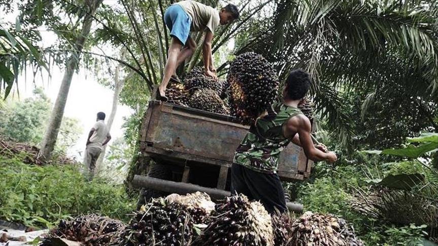 Indonesia remajakan ribuan hektare lahan sawit rakyat