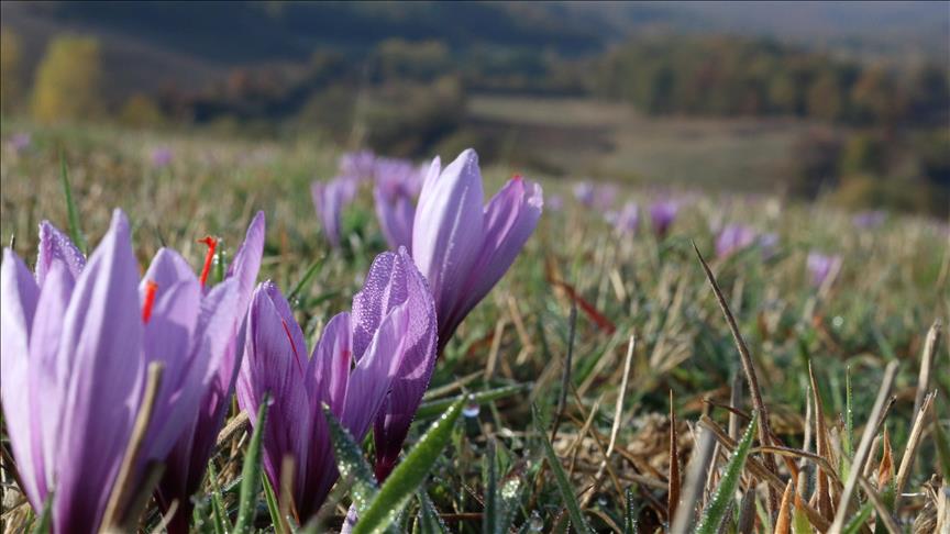 Santé Magnifique La Fleur De Safran Produite Au Kosovo
