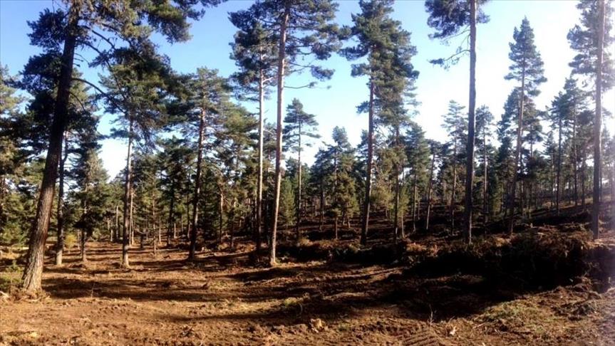 Deforestation in DRC threatens climate, wildlife