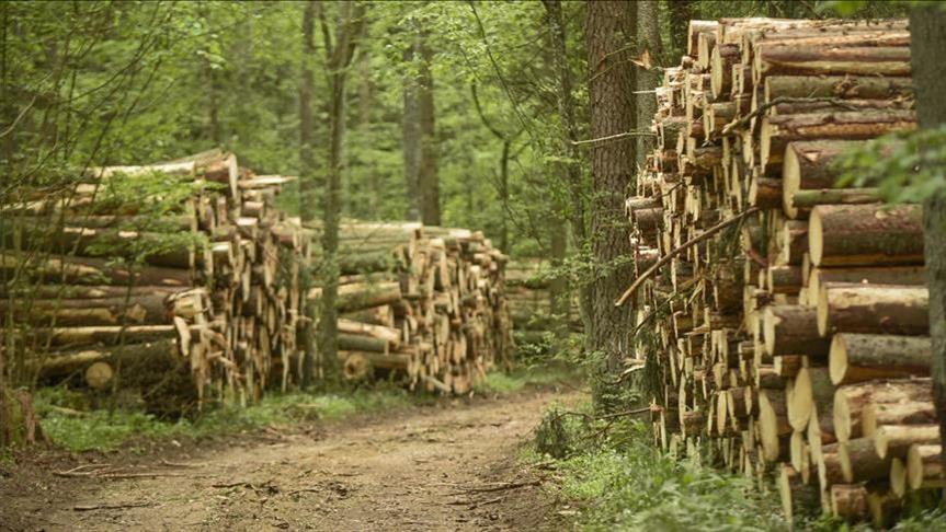Canada files litigation against lumber tariffs in US